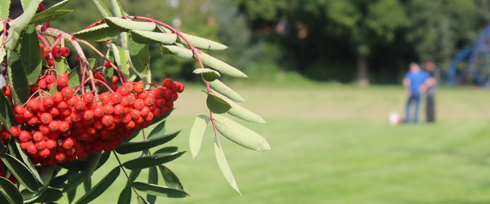 Berries and the field