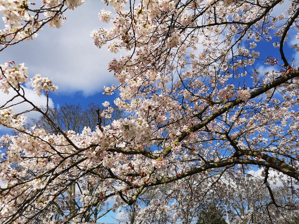 Cherry Blossom above the field