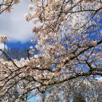 Cherry Blossom above the field