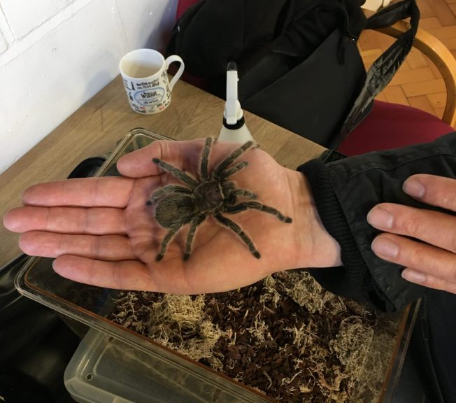 Spider on a hand