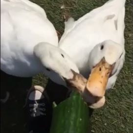 two ducks