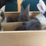 bunnies in a box