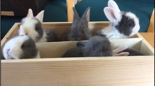bunnies in a box