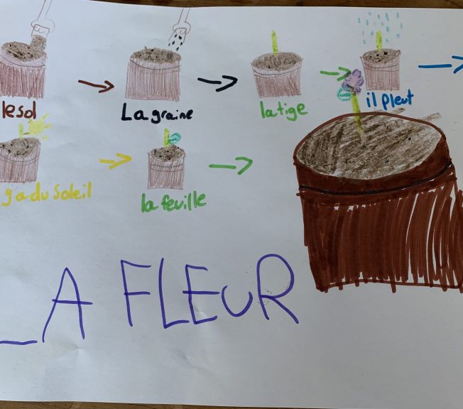 drawings of the process of a plant cycle