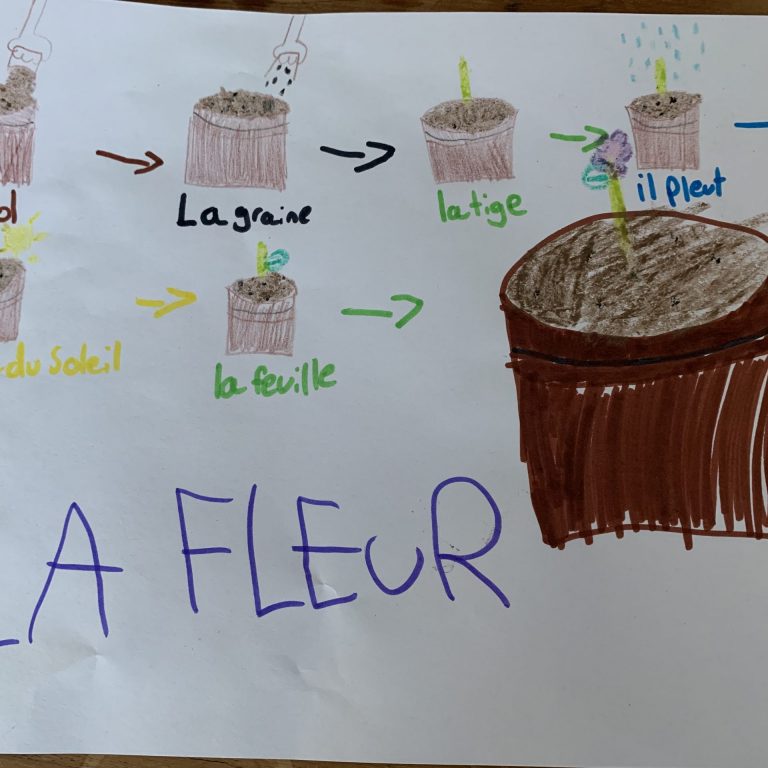 drawings of the process of a plant cycle
