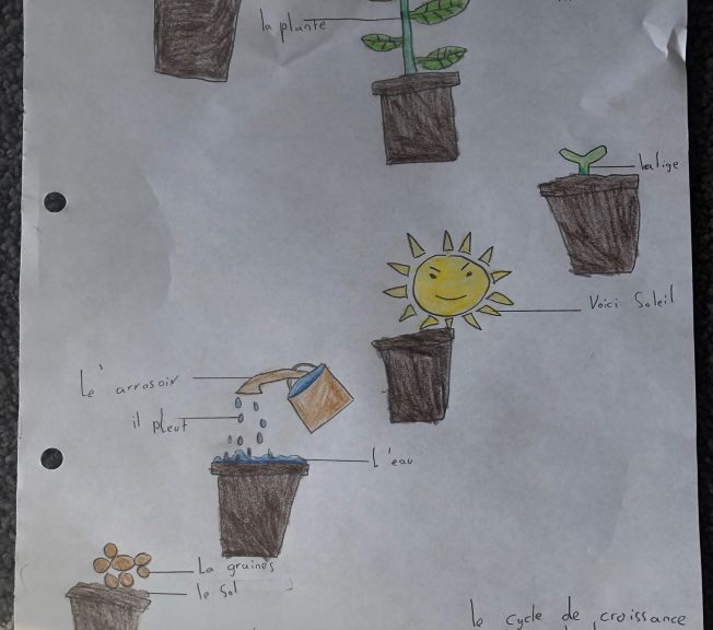 drawings of the process of a plant cycle