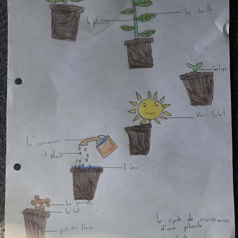 drawings of the process of a plant cycle