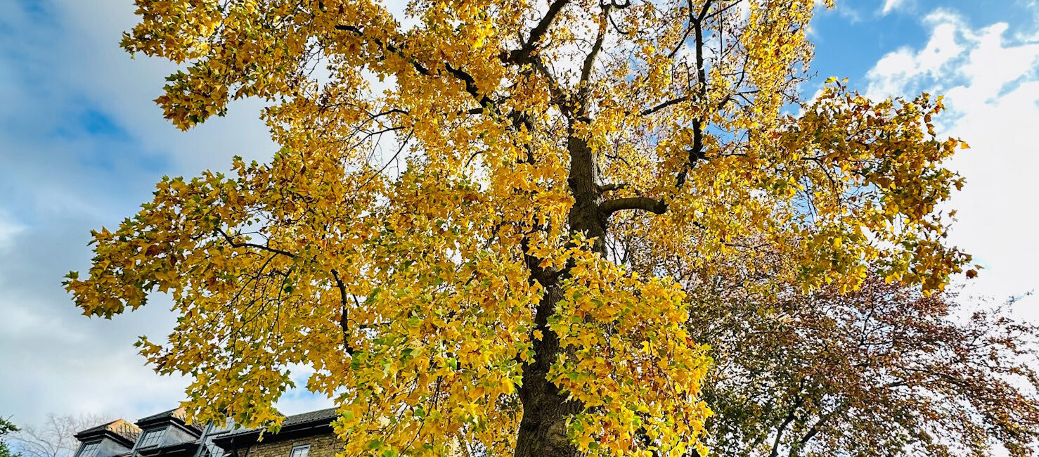 A grand tulip tree with bright yellow leaves set against a blue and white sky, in front of a school building