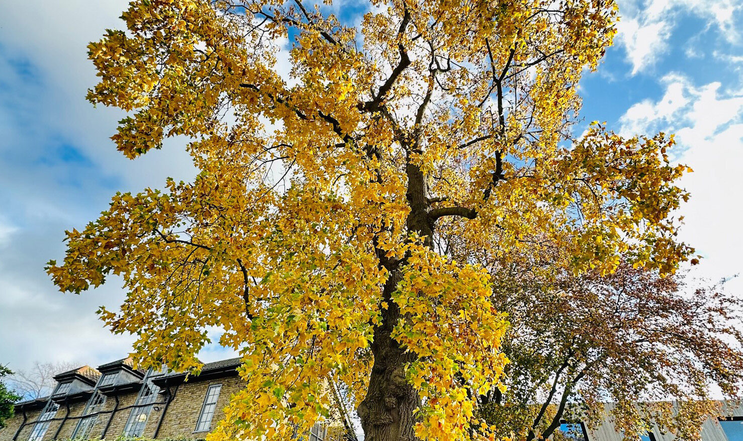 A grand tulip tree with bright yellow leaves set against a blue and white sky, in front of a school building