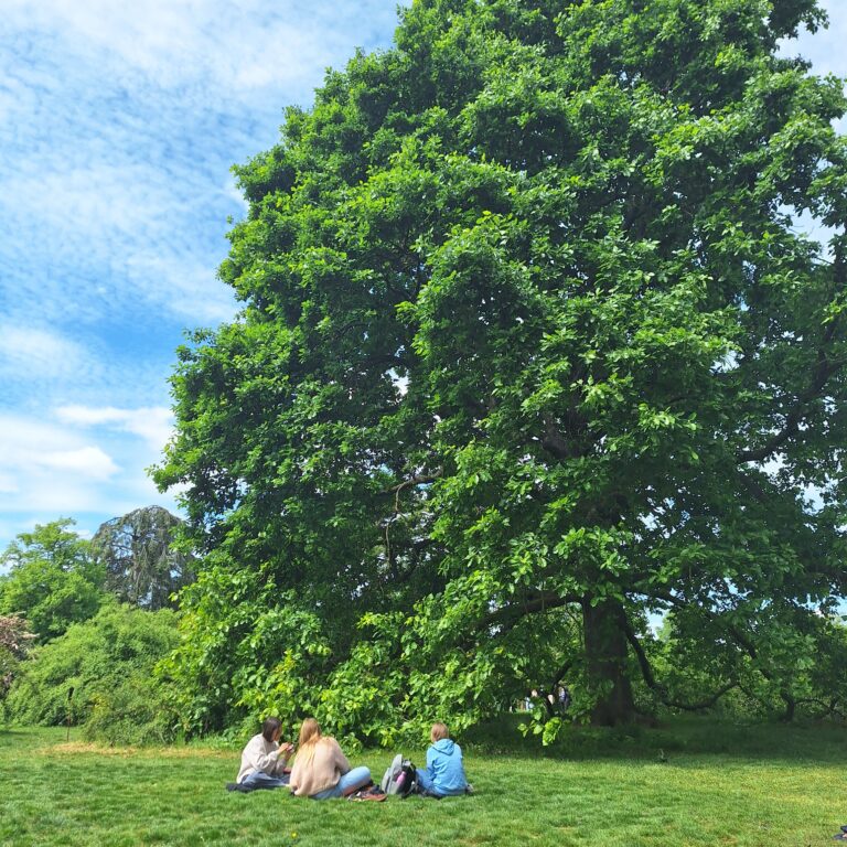 Students are pictured sat on the grass eating lunch beside a huge oak tree