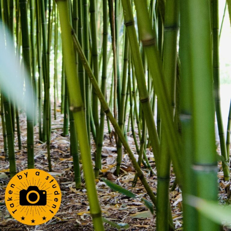 Close-up of thick green shoots of bamboo growing in Kew Gardens