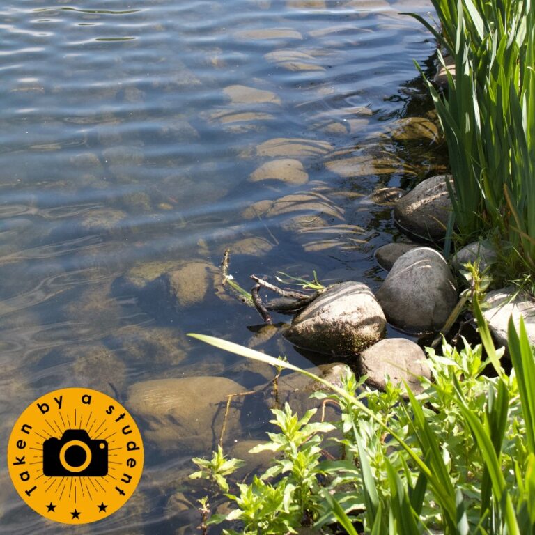 Ripple effect on water lapping over rocks at the banks of a lake in Kew Gardens