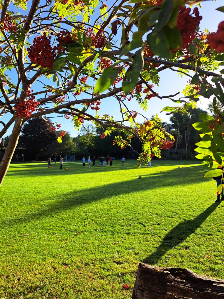 a view across a green school field at The King Alfred School North London with autumn berries in the foreground