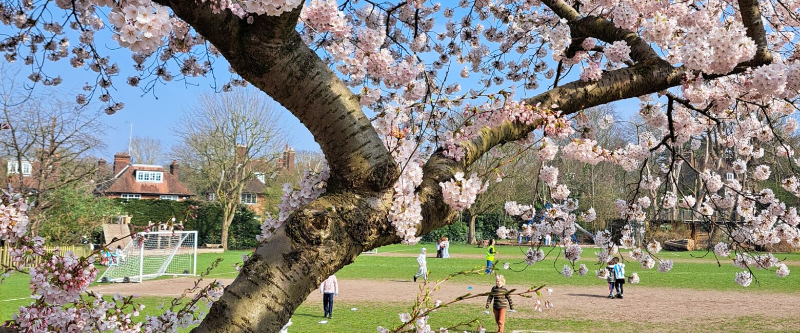 A cherry tree covered in blossom overlooking the school field at The King Alfred School