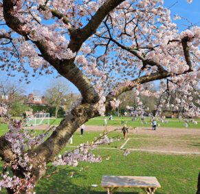A cherry tree covered in blossom overlooking the school field at The King Alfred School