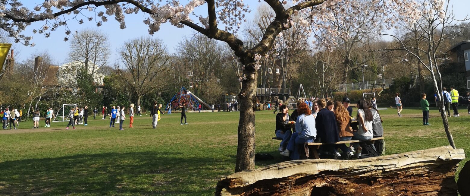 Students sitting on a large tree trunk bench under a tree covered in white blossom. The students are looking towards the school field at The King Alfred School North London